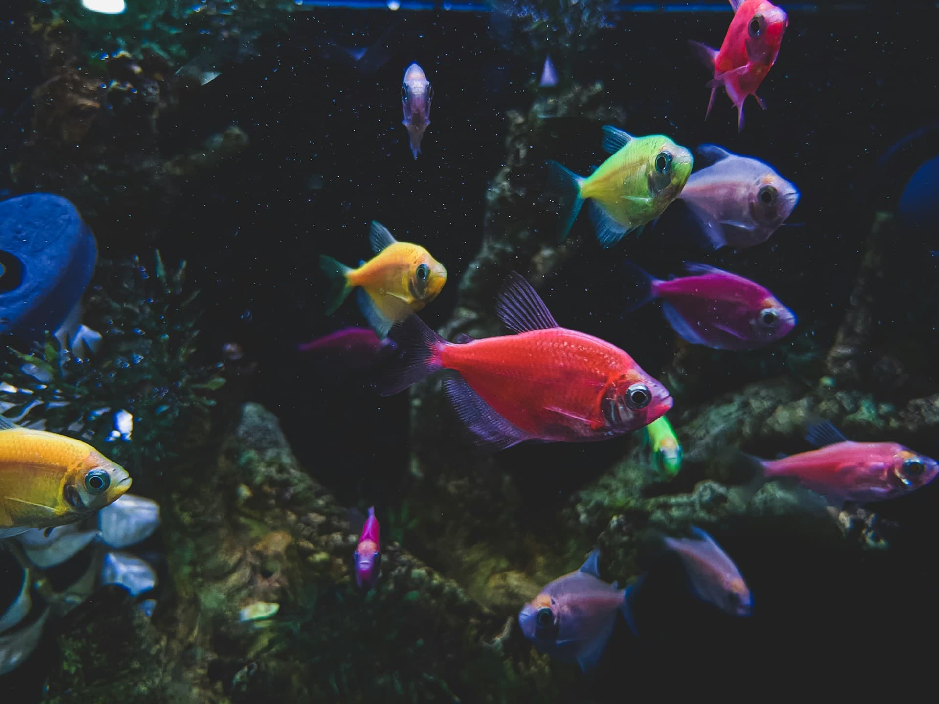 How to Move House With a Fish Tank